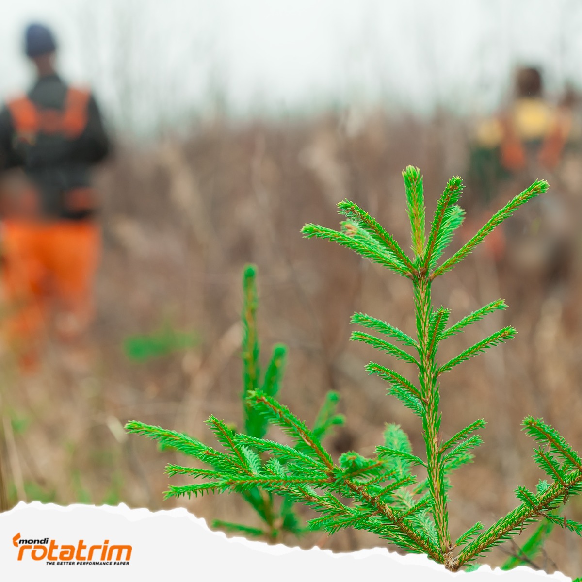 mondi forestation